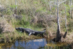 Alligator2